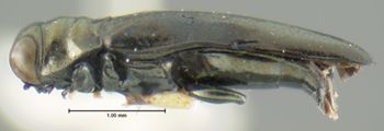 Media type: image;   Entomology 17231 Aspect: habitus lateral view